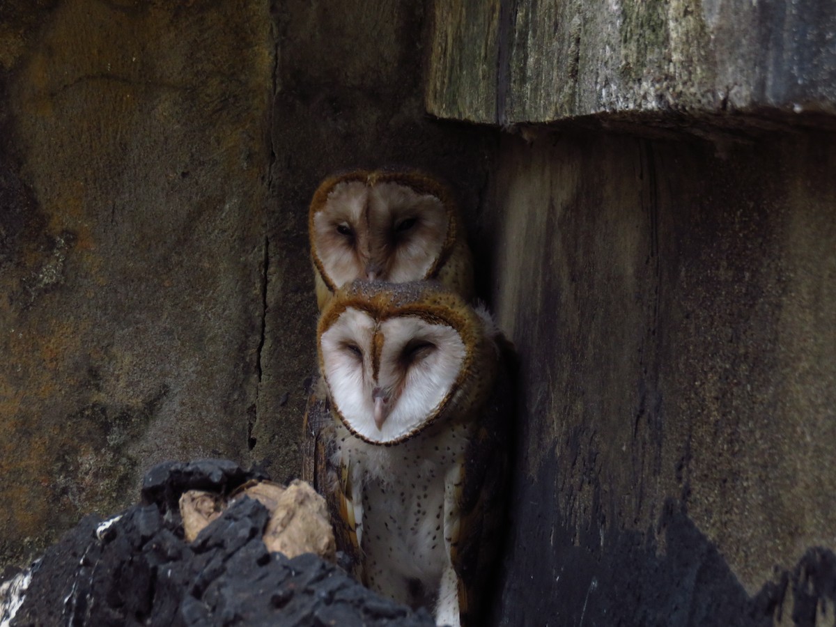Barn Owl - Hillary Cabrera