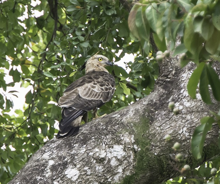 Oriental Honey-buzzard - Rogério Rodrigues