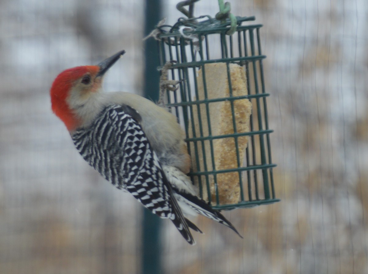 Red-bellied Woodpecker - Nancy Swindel