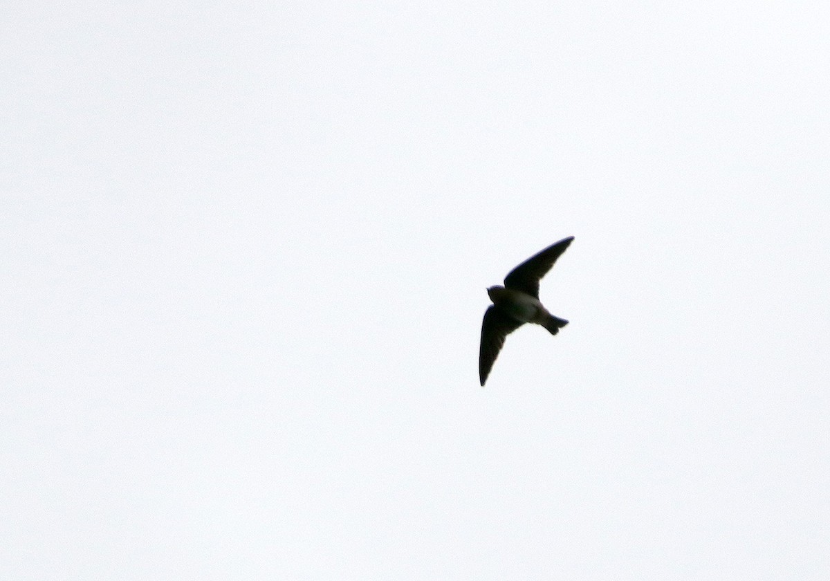 Cave Swallow - ML87028601