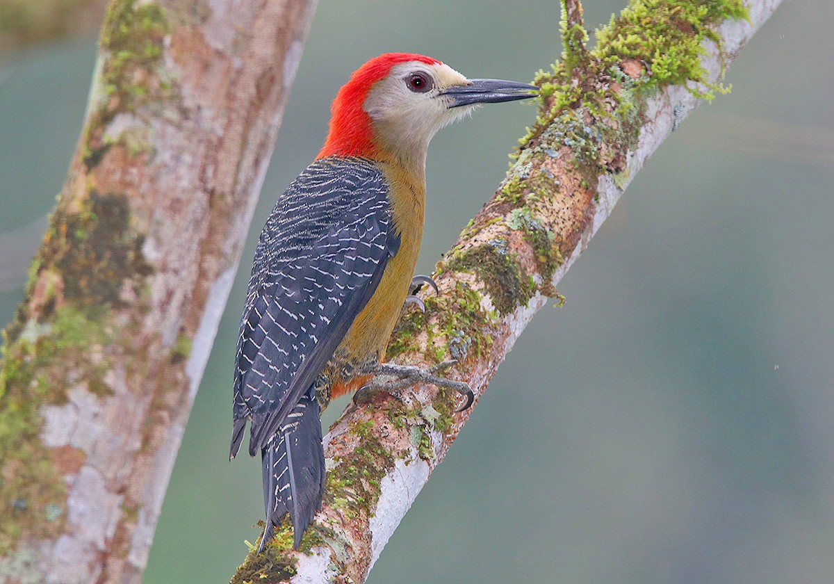 Jamaican Woodpecker - Tim Avery