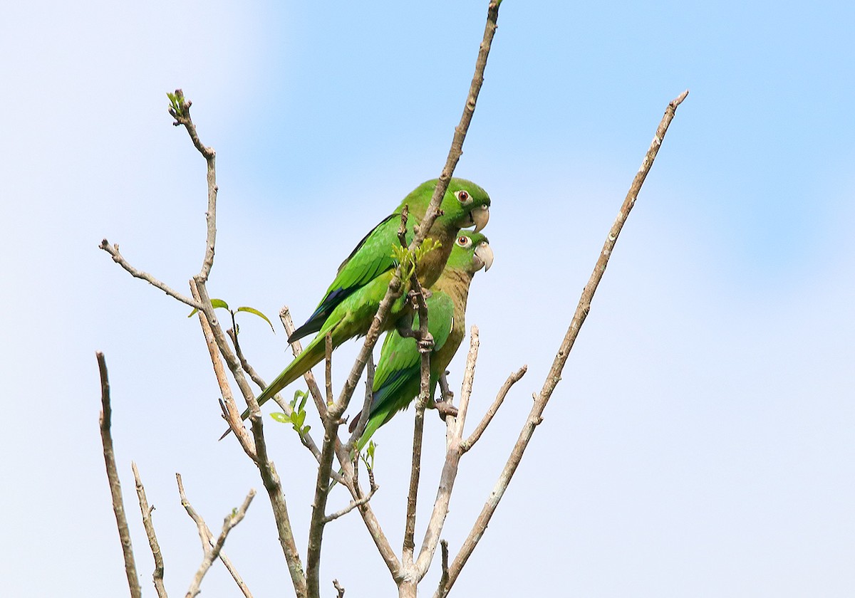 Olive-throated Parakeet - Tim Avery