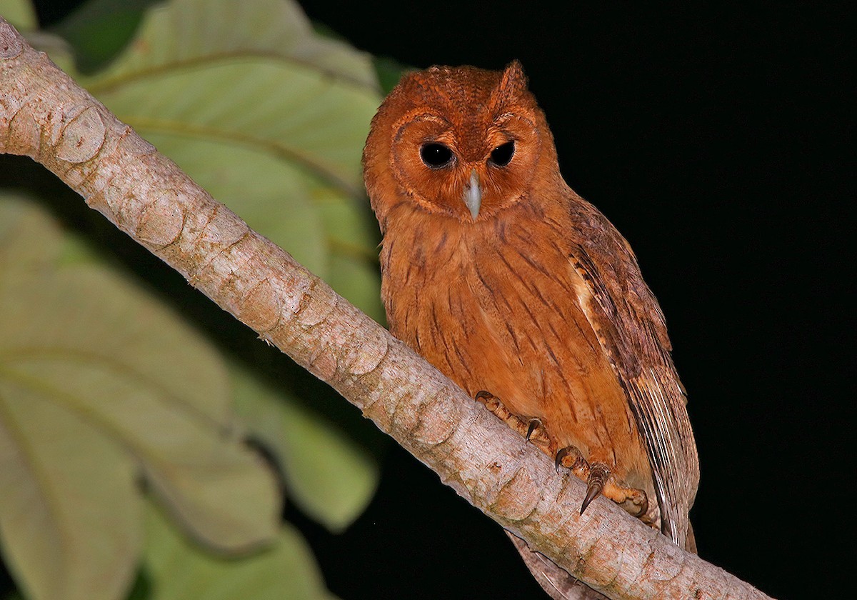 Jamaican Owl - ML87029641