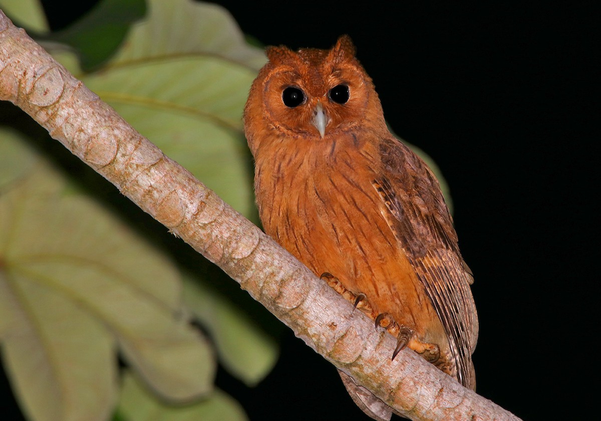 Jamaican Owl - ML87029771