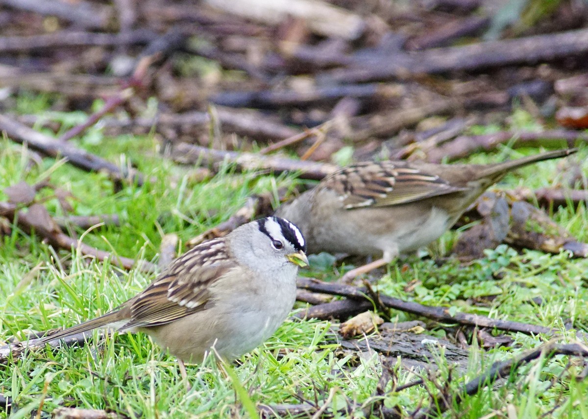 White-crowned Sparrow - Richard Klauke