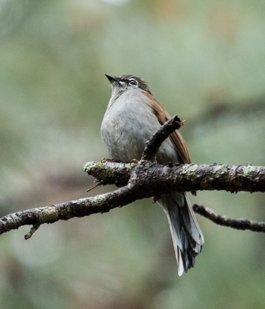 Brown-backed Solitaire - ML87033731