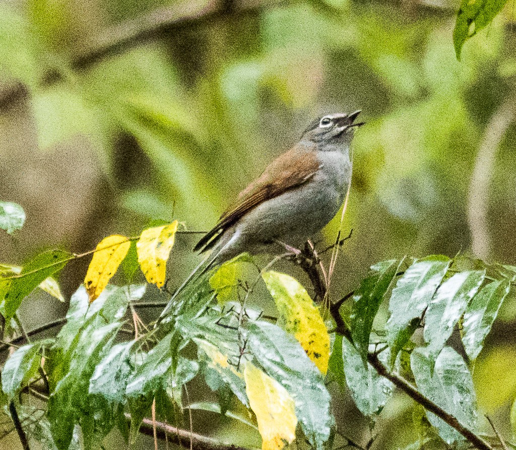 Brown-backed Solitaire - ML87033741
