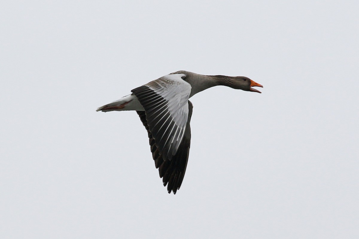 Graylag Goose (European) - Nigel Voaden