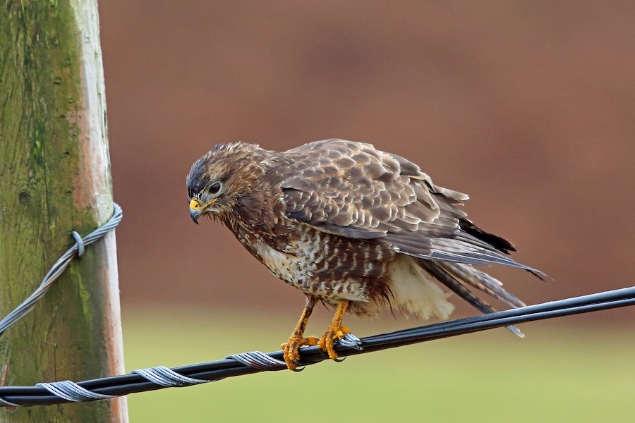 Common Buzzard (Western) - eBird