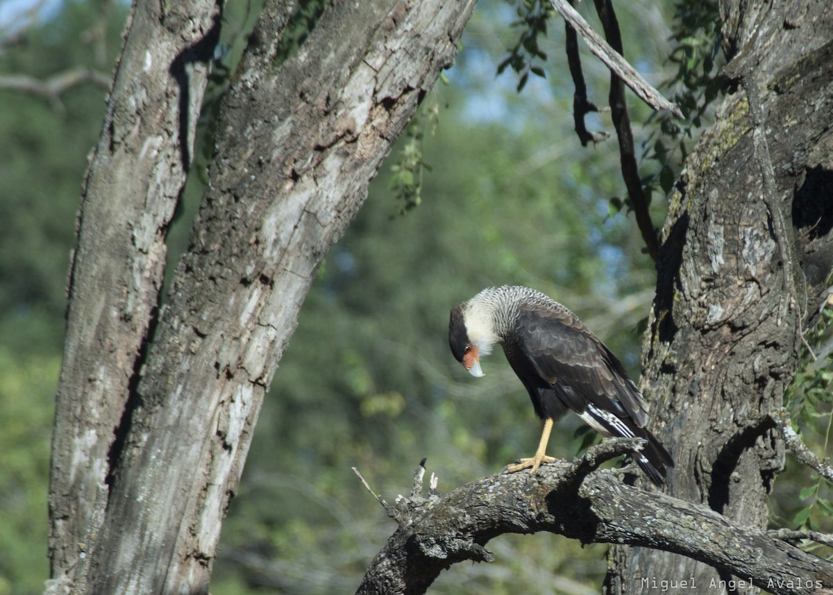Crested Caracara (Southern) - Miguel Avalos