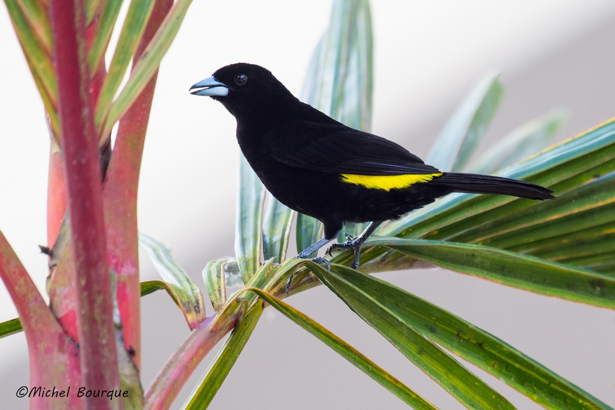 Flame-rumped Tanager - ML87041851