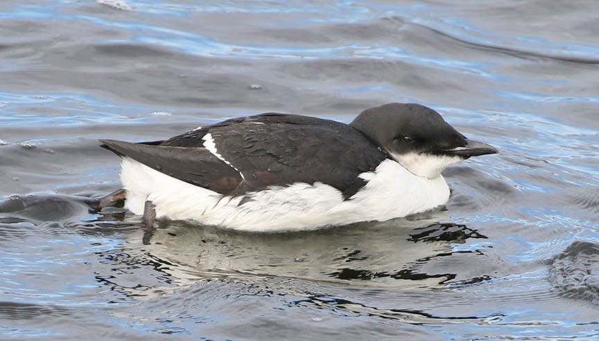 Thick-billed Murre - ML87042661