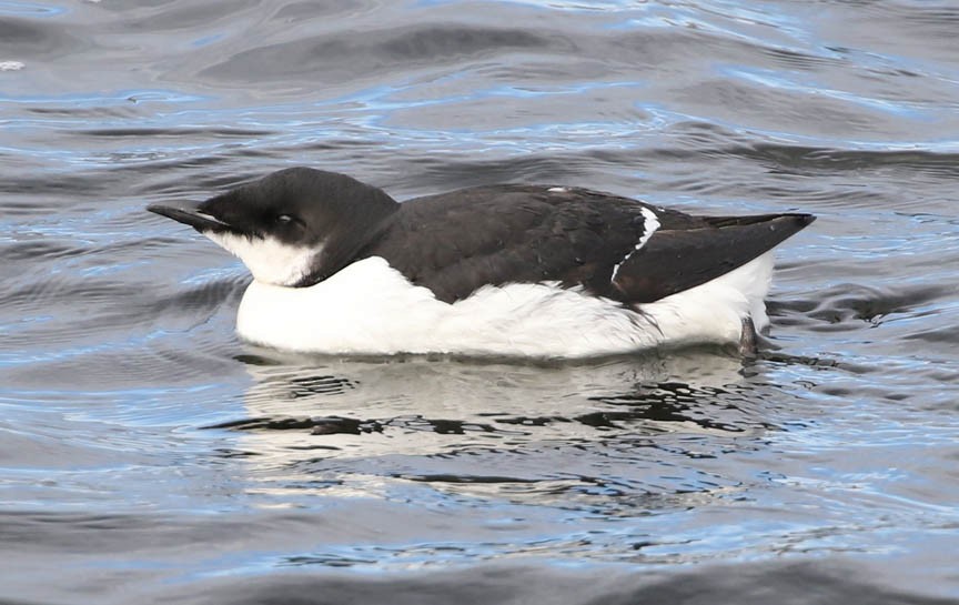 Thick-billed Murre - ML87042681
