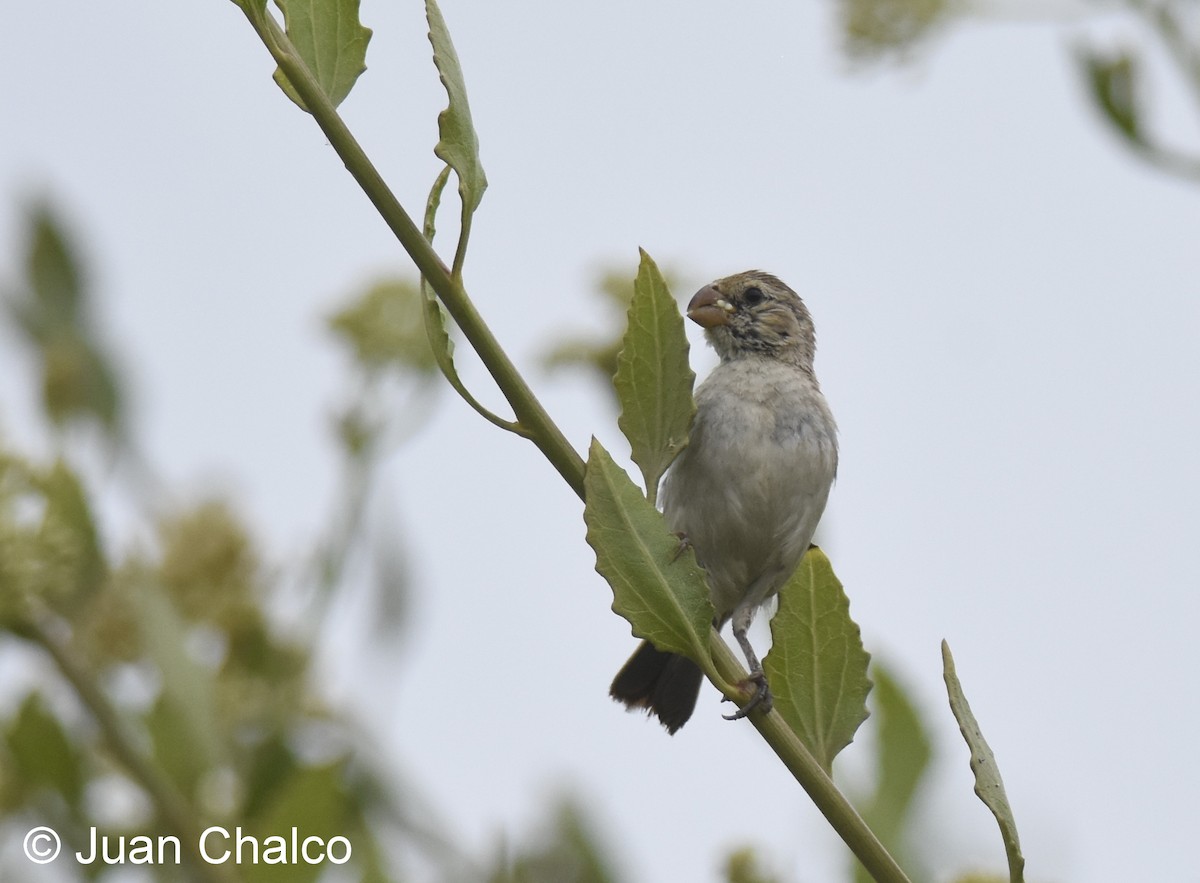 Chestnut-throated Seedeater - ML87044291