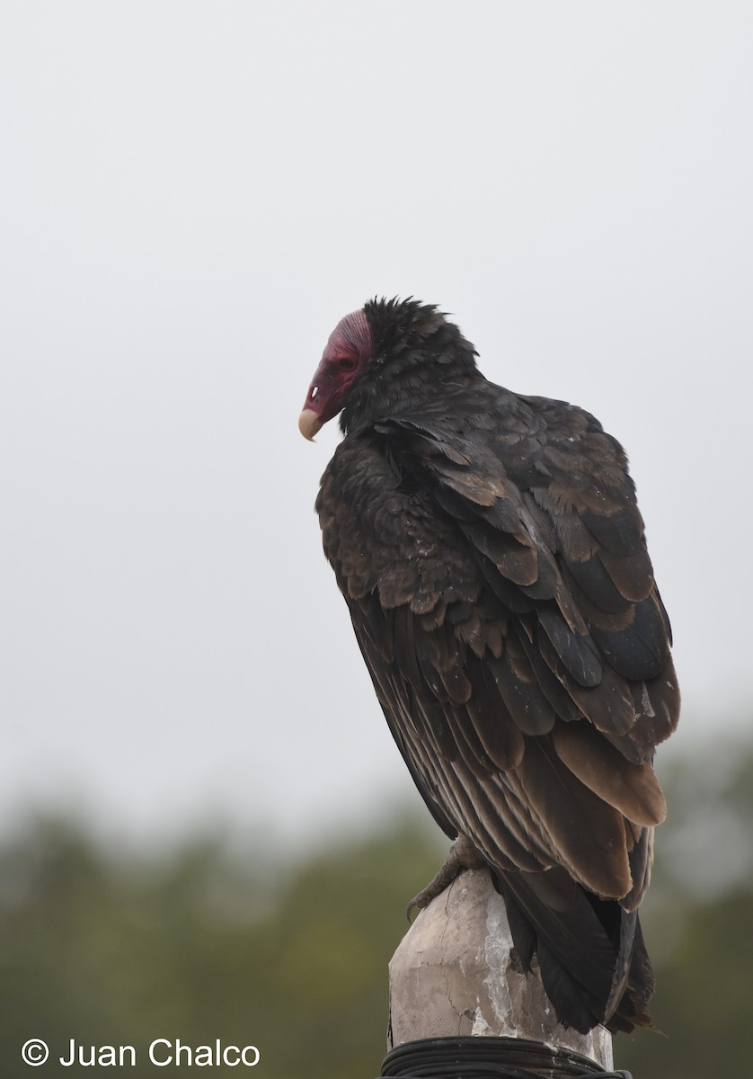 Turkey Vulture - ML87044561
