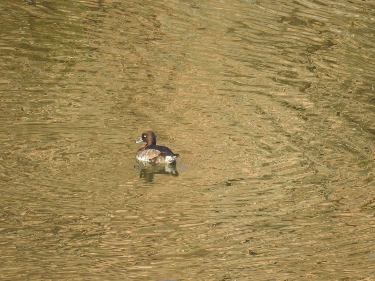 Tufted Duck - ML87045911