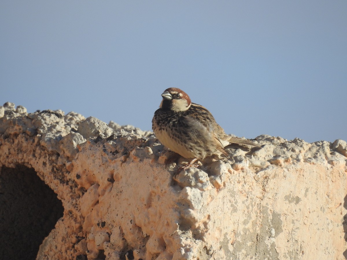 Spanish Sparrow - ML87046241