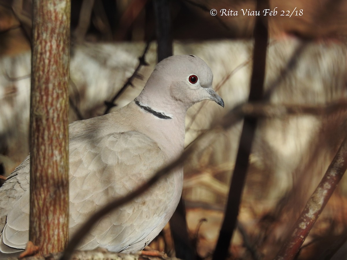Eurasian Collared-Dove - ML87048341