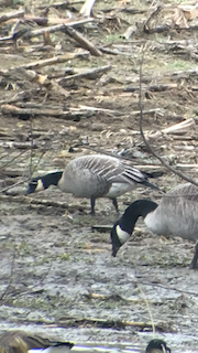 Cackling Goose (Richardson's), ML87052251