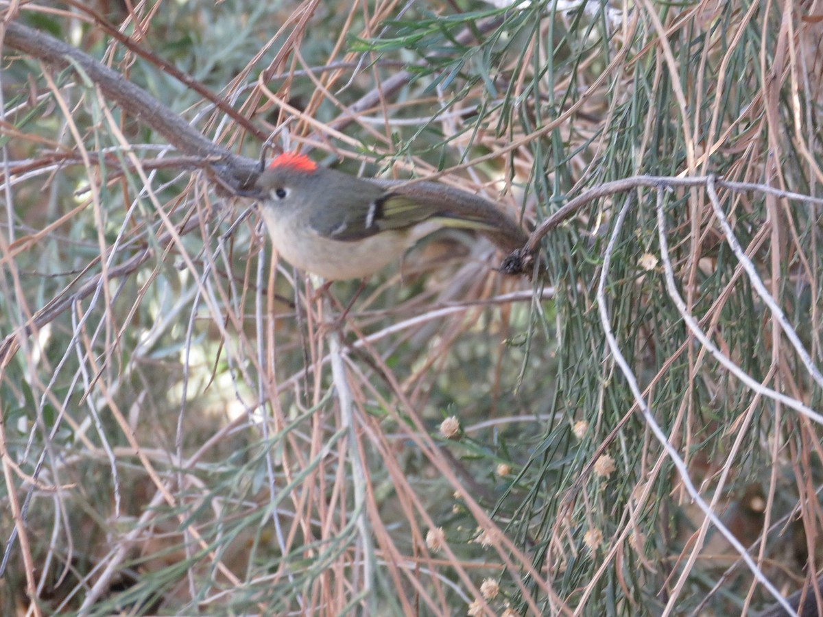 Ruby-crowned Kinglet - Anne (Webster) Leight