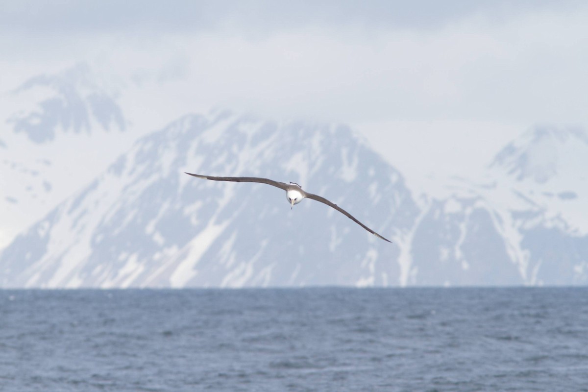 albatros laysanský - ML87052701