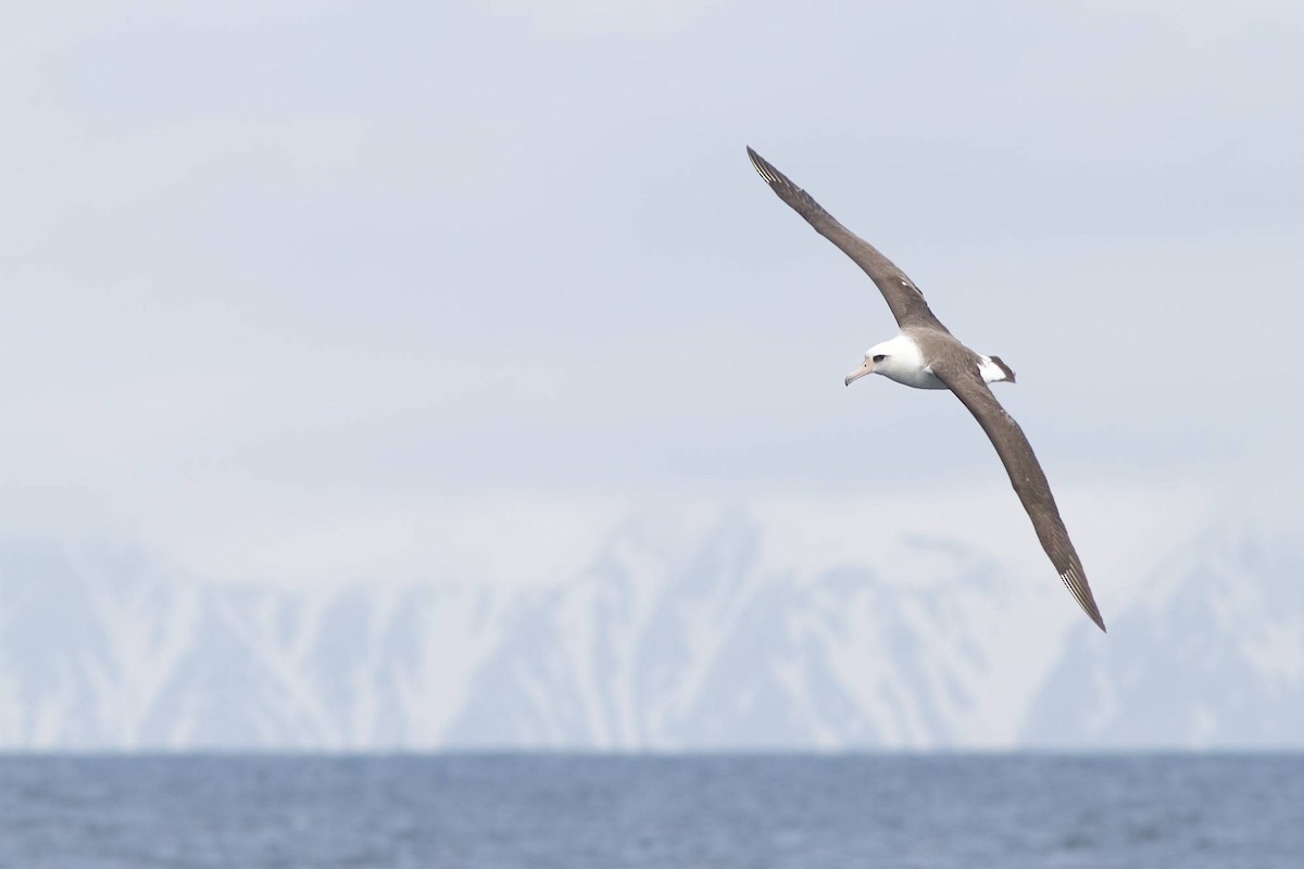 albatros laysanský - ML87052741