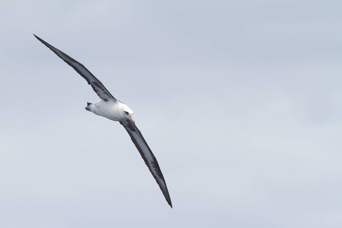 Albatros de Laysan - ML87052771
