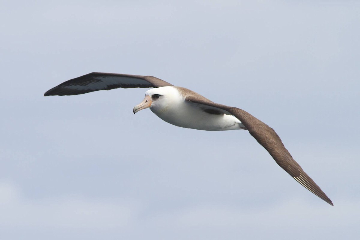 Albatros de Laysan - ML87052821