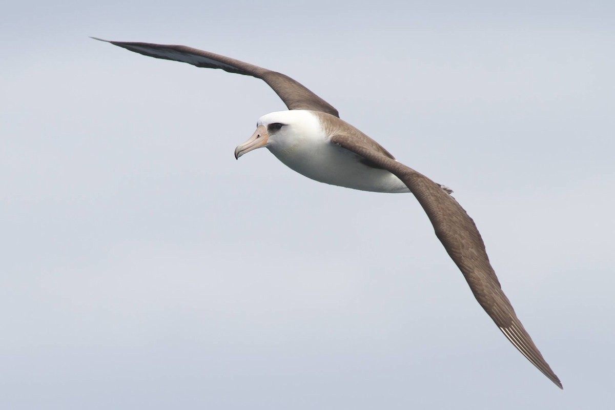 Laysan Albatross - ML87052861