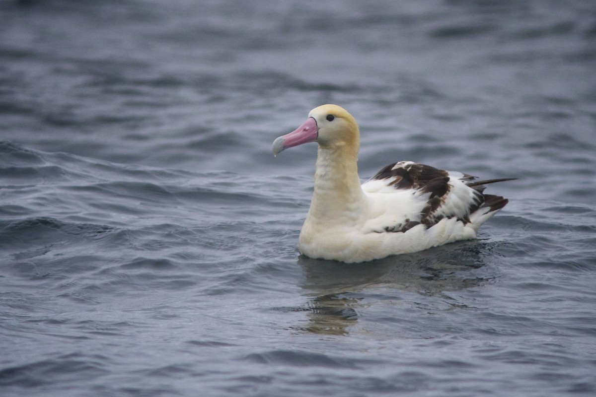 albatros bělohřbetý - ML87053161