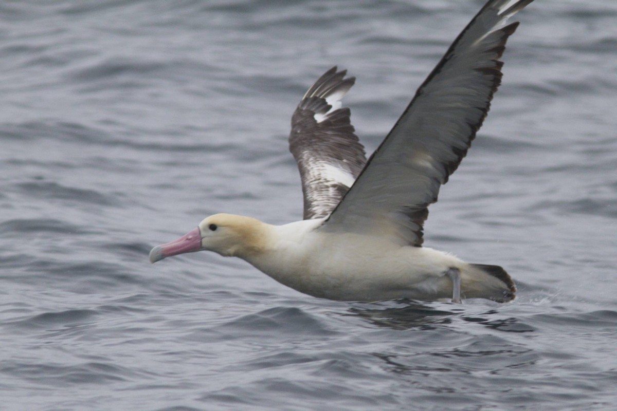 albatros bělohřbetý - ML87053251