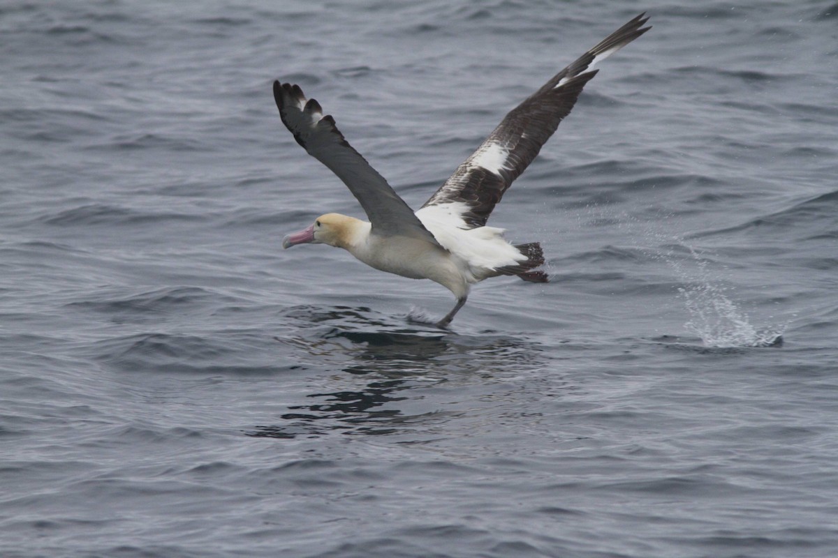 Albatros à queue courte - ML87053281
