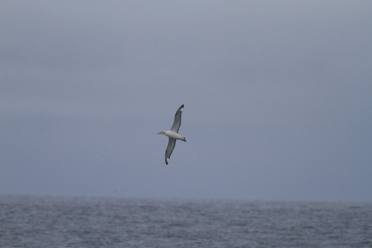 Albatros à queue courte - ML87053301