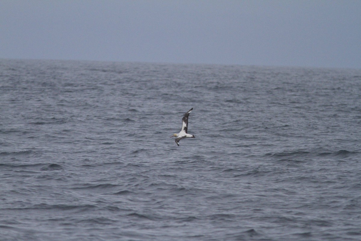 albatros bělohřbetý - ML87053321
