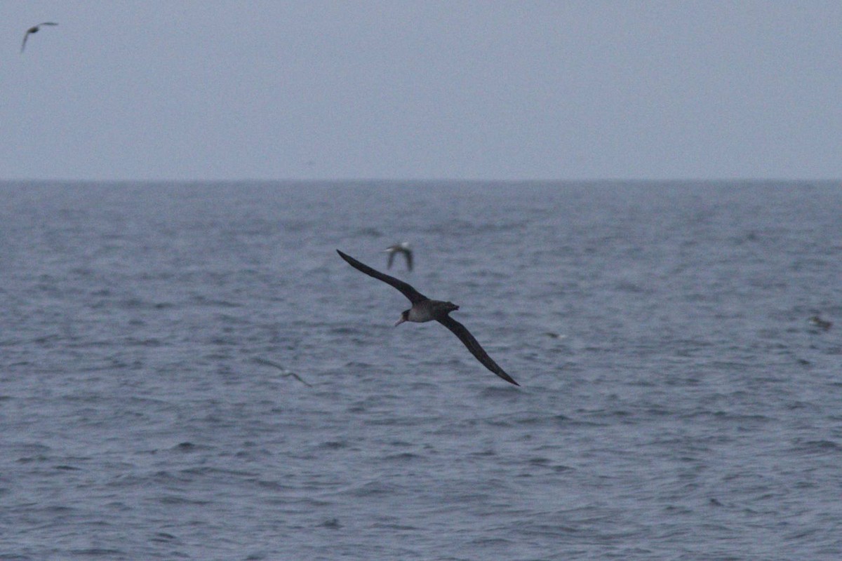 Albatros à queue courte - ML87053361