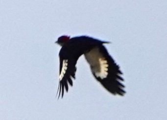 Pileated Woodpecker - ML87053661