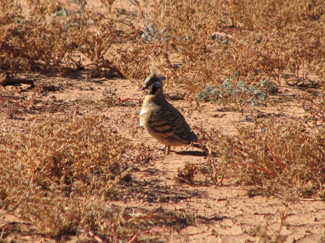 Spinifex Pigeon - Anonymous