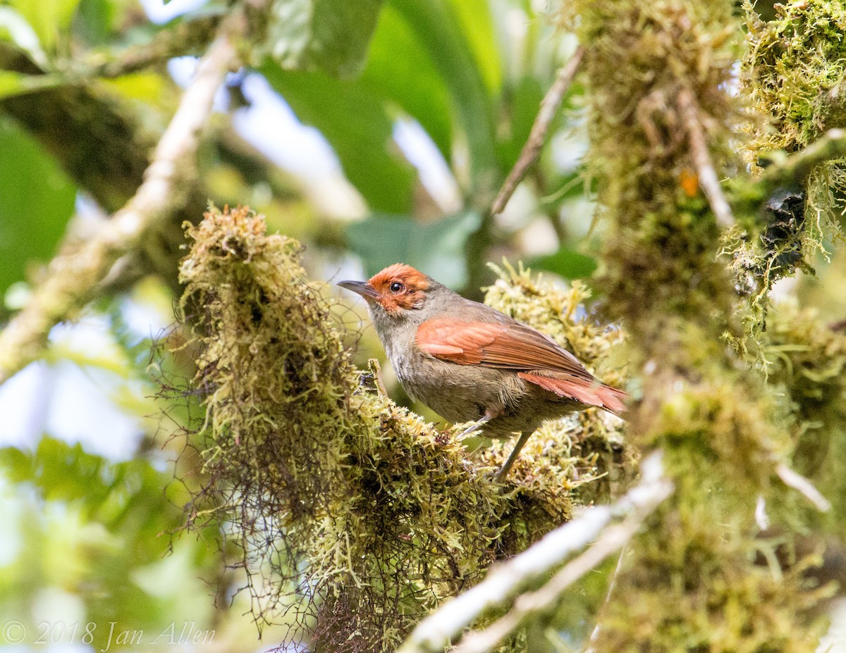 Red-faced Spinetail - ML87062321