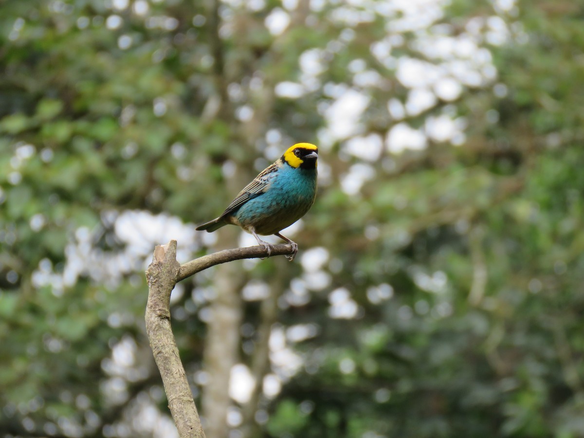 Saffron-crowned Tanager - ML87062921