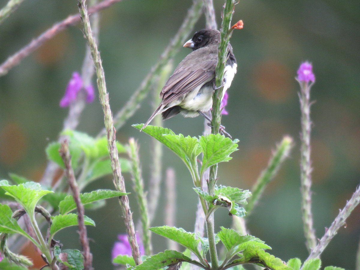 Yellow-bellied Seedeater - ML87062951