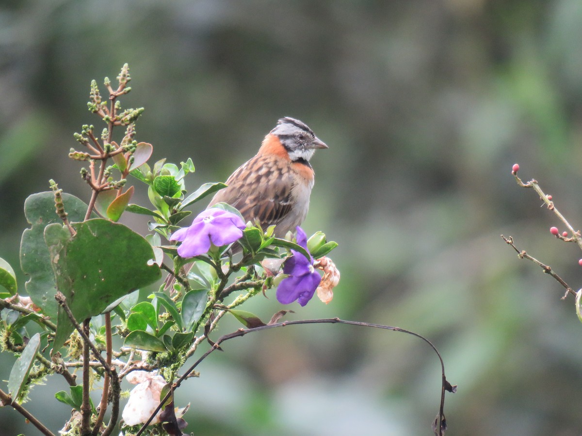 Rufous-collared Sparrow - ML87063061
