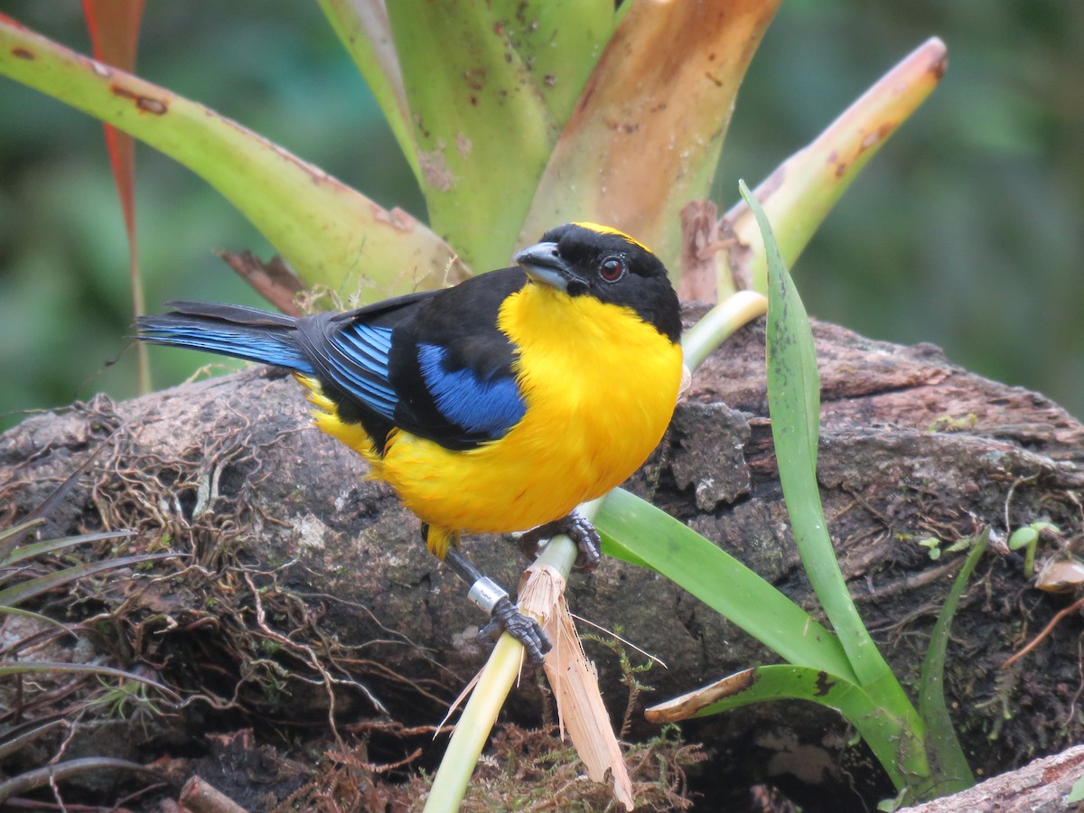 Blue-winged Mountain Tanager - ML87063271