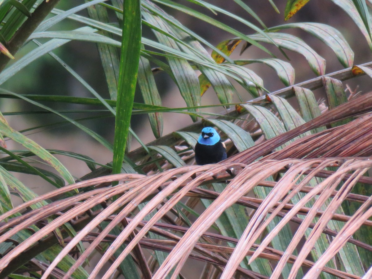 Blue-necked Tanager - ML87063491