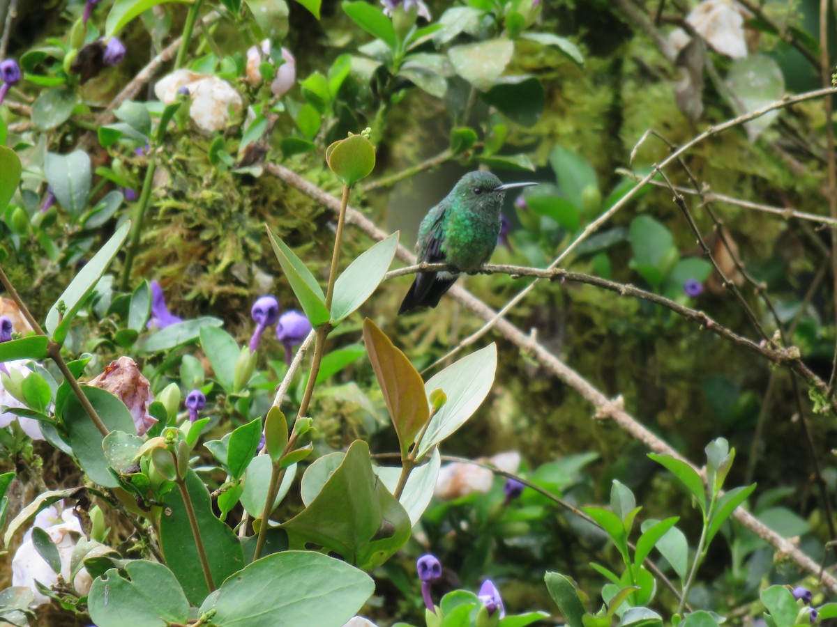 Steely-vented Hummingbird - Jose Martinez De Valdenebro
