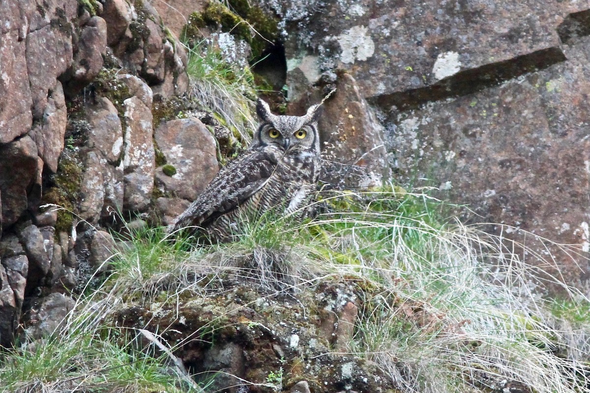 Great Horned Owl - ML87066341