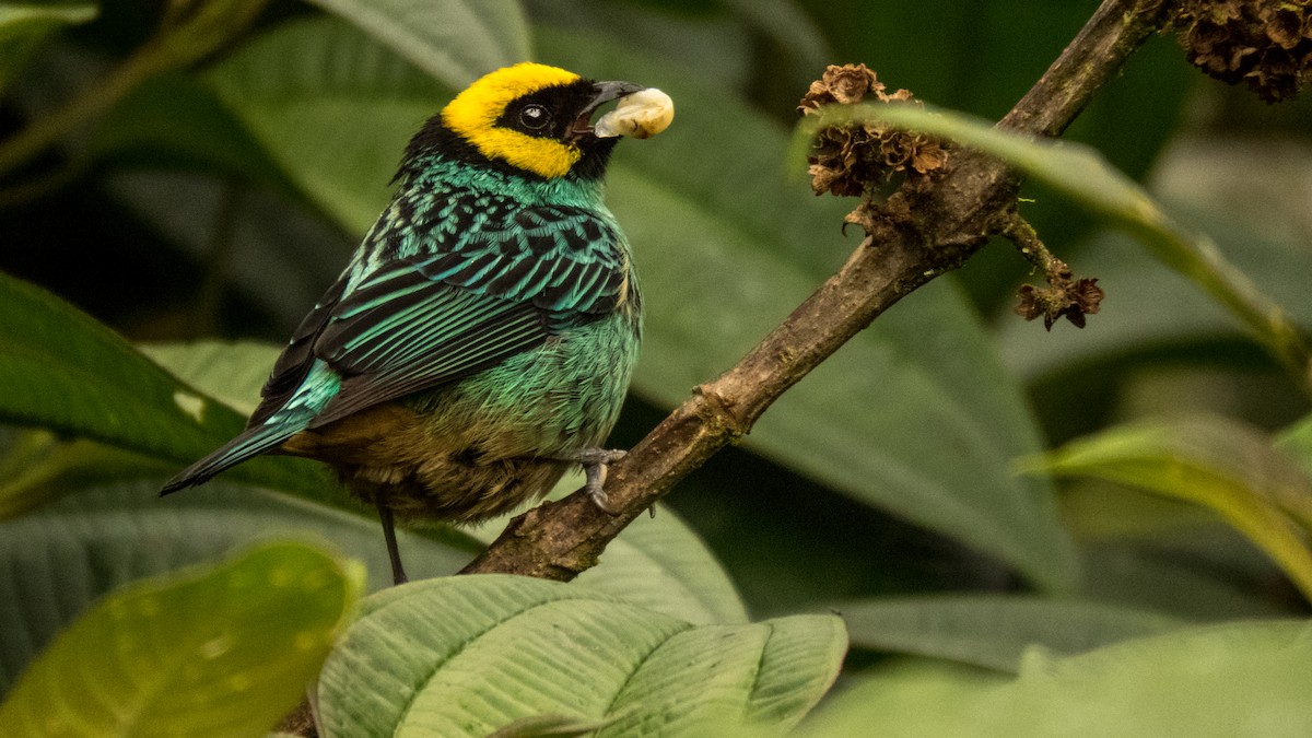Saffron-crowned Tanager - Gustavo Pisso