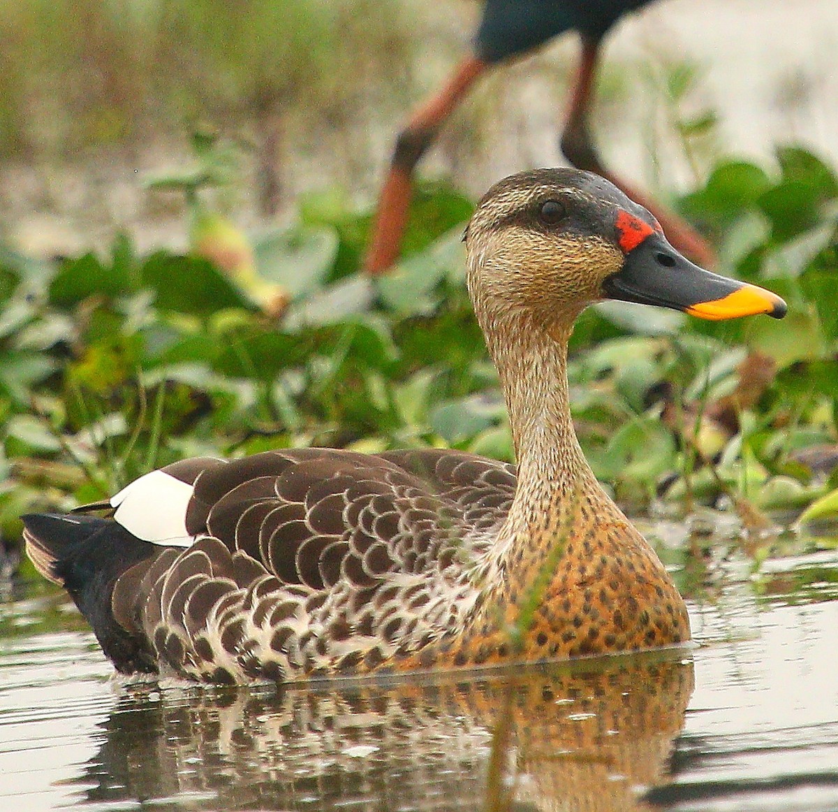 Indian Spot-billed Duck - Gopi Krishna