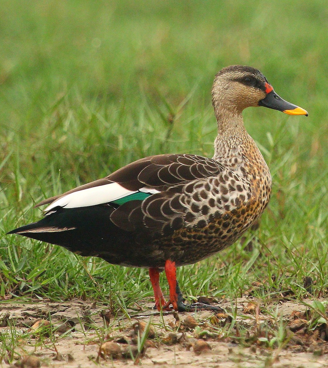 Indian Spot-billed Duck - ML87070541