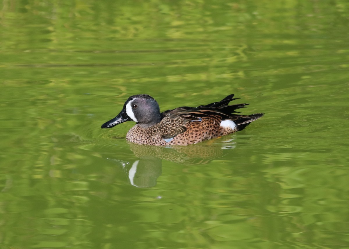 Blue-winged Teal - ML87071631