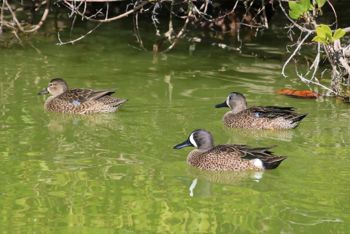 Blue-winged Teal - ML87071731